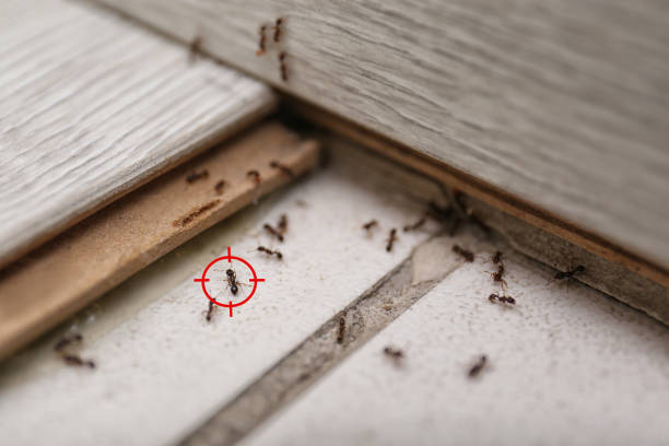 Best Pest Removal Services  in Fairhope, AL